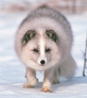 arctic_fox.jpg