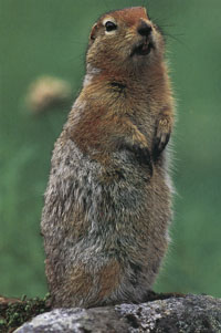 What do Arctic ground squirrels eat?