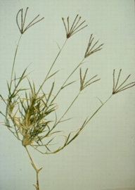 bermuda_grass.jpg