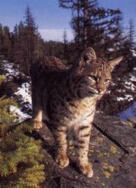 Bobcat Felis Rufus