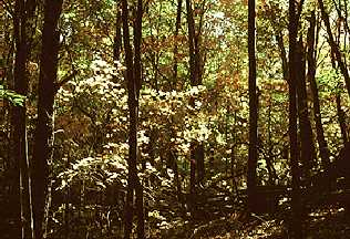 height of trees in tropical deciduous forest