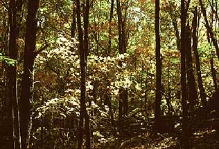 Deciduous Forest Biome