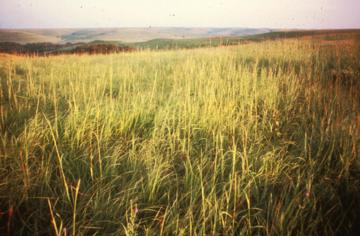 North American Prairie North American Prairie