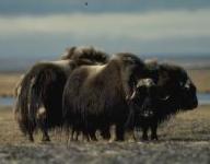 musk ox hunting outfitters