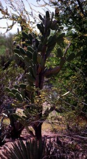 [http://www.blueplanetbiomes.org/images/pancake_prickly_pear2.jpg]