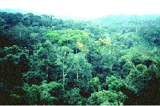 how many rainforests are there in the world