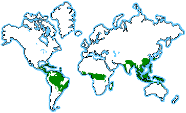 World Biomes  on Rainforest Biomes