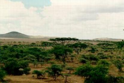 Vegetation Found In The African Savannah