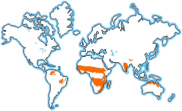 World Climate  on Savanna Biomes