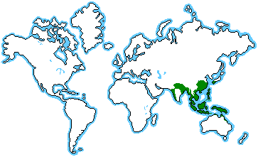 Indonesian Rainforest Map