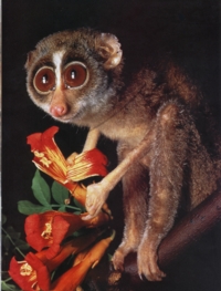 http://www.blueplanetbiomes.org/images/slender_loris2.jpg