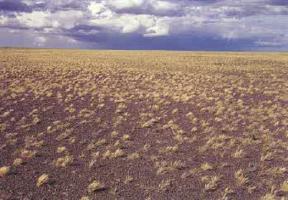 Steppe Biome Steppe Biome