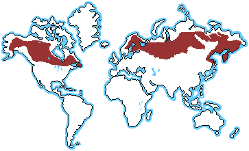 World Biomes  on Taiga Biomes