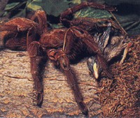 male goliath bird eating spider