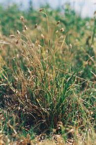 blue planet biomes grasslands