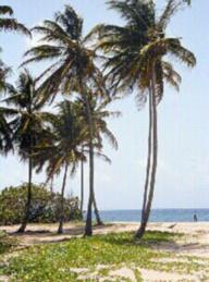 coconut tree rainforest