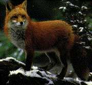Blue Planet Biomes - Red Fox