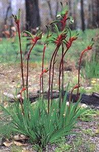 Panorama jord Gennemvæd Blue Planet Biomes - Kangaroo Paws