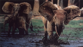 Blue Planet Biomes - African Forest Elephant