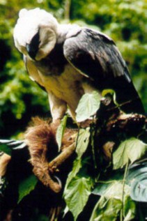 Blue Planet Biomes - Harpy Eagle