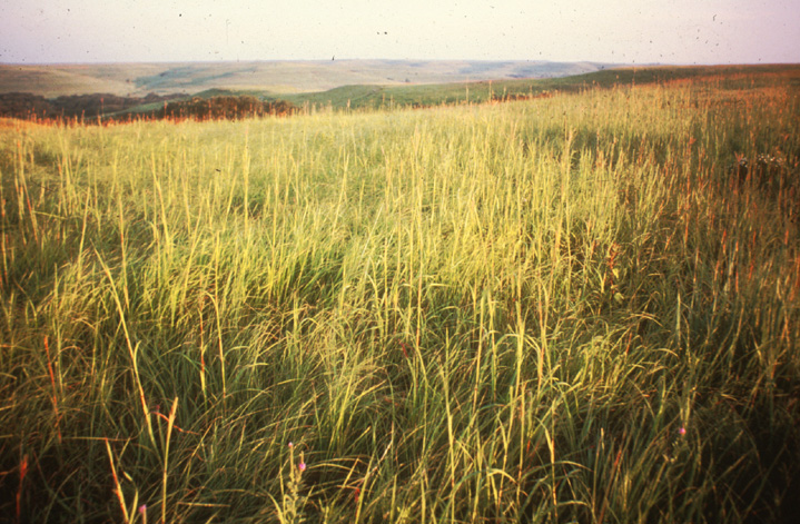 Blue Planet Biomes Prairie Photo Gallery