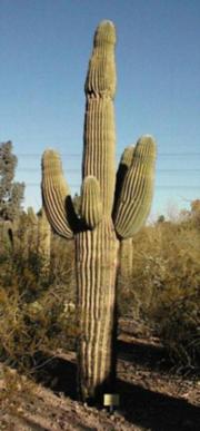 Blue Planet Biomes - Saguaro Cactus