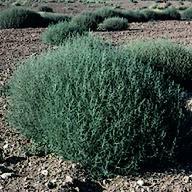 Everything You Need to Know About Tumbleweeds