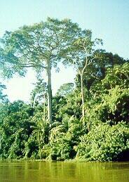 Blue Planet Biomes - Kapok Tree