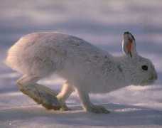 Blue Planet Biomes - Snowshoe Rabbit